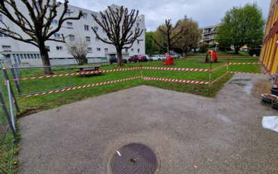 Quand et Comment Tailler les Arbres à Ecublens : Guide Complet